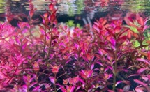Rotala ramosior "Florida" 